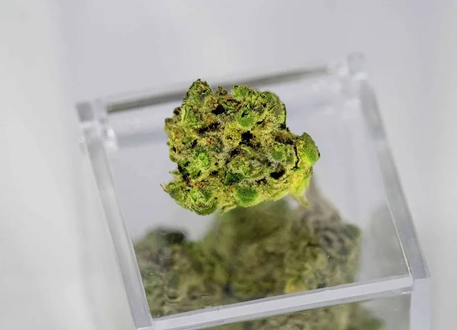 Can You Freeze Marijuana?
