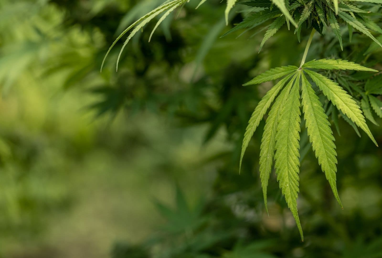 What Is THC-P?