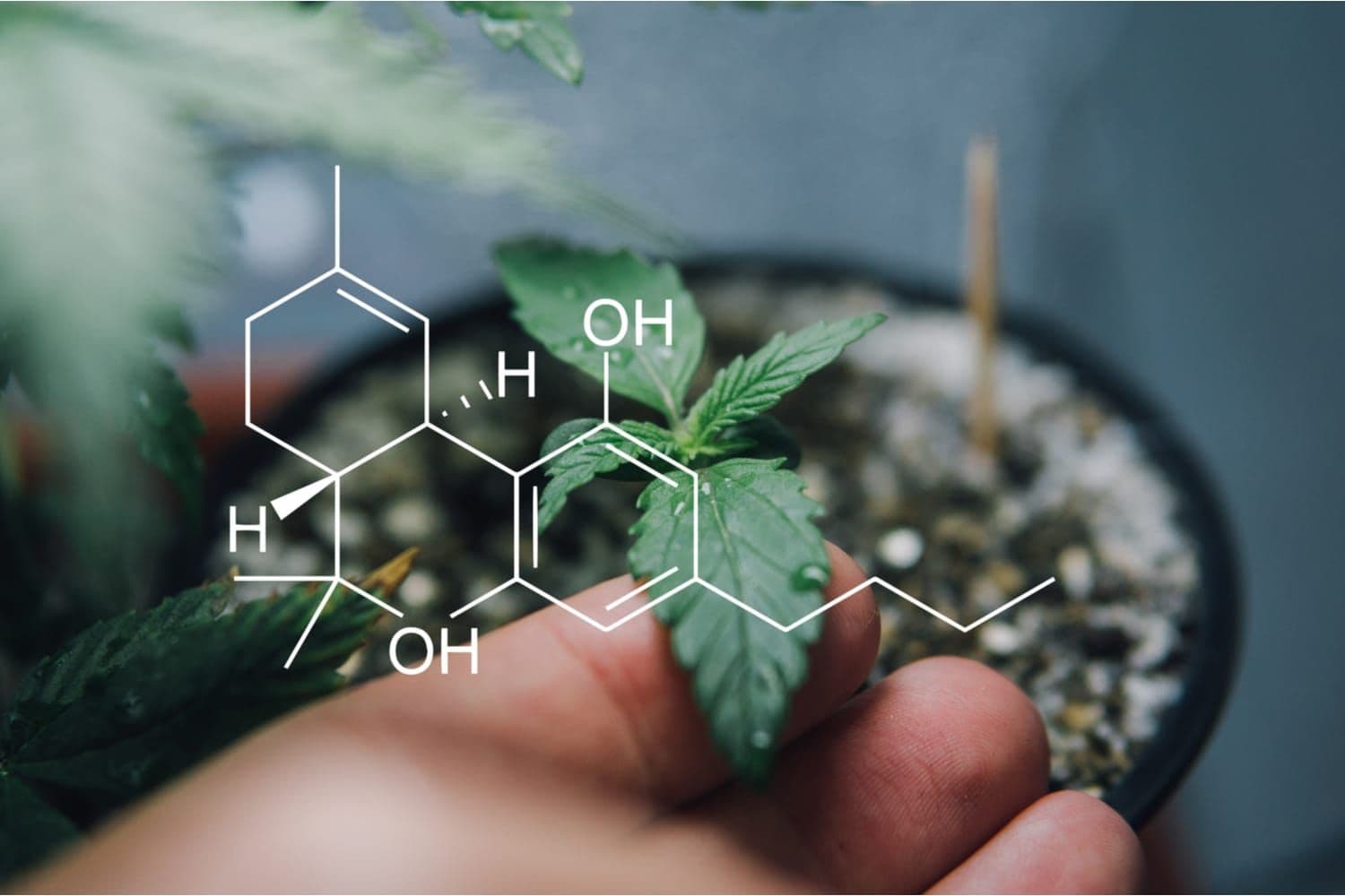 Less-Common Cannabinoids & Their Effects