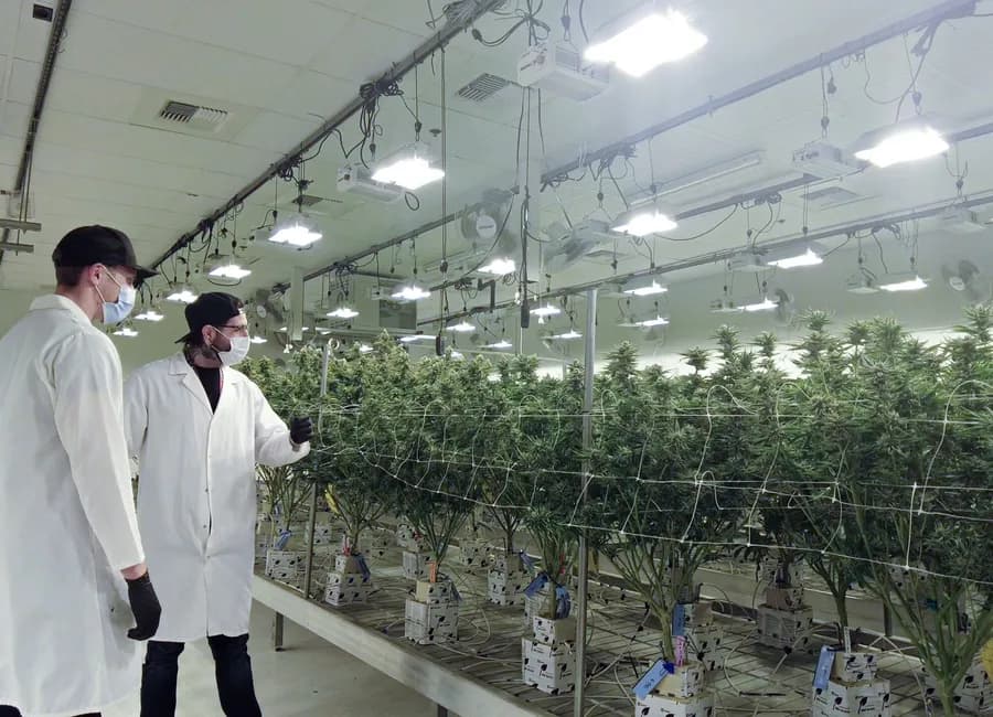 State Flower: The Growing Pains of a Maturing Cannabis Industry