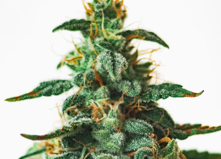 What is TCHA vs THC?