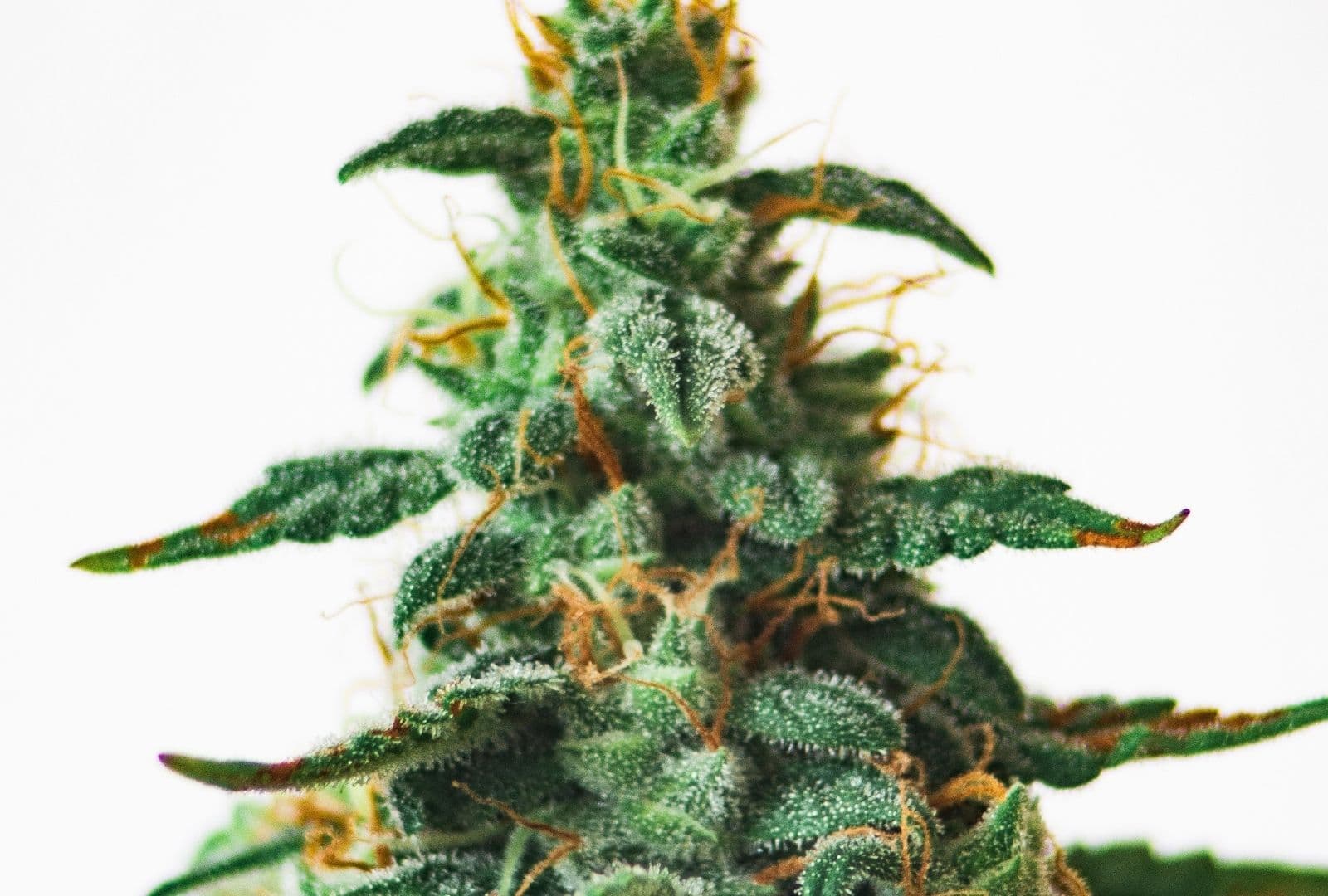 What is TCHA vs THC?