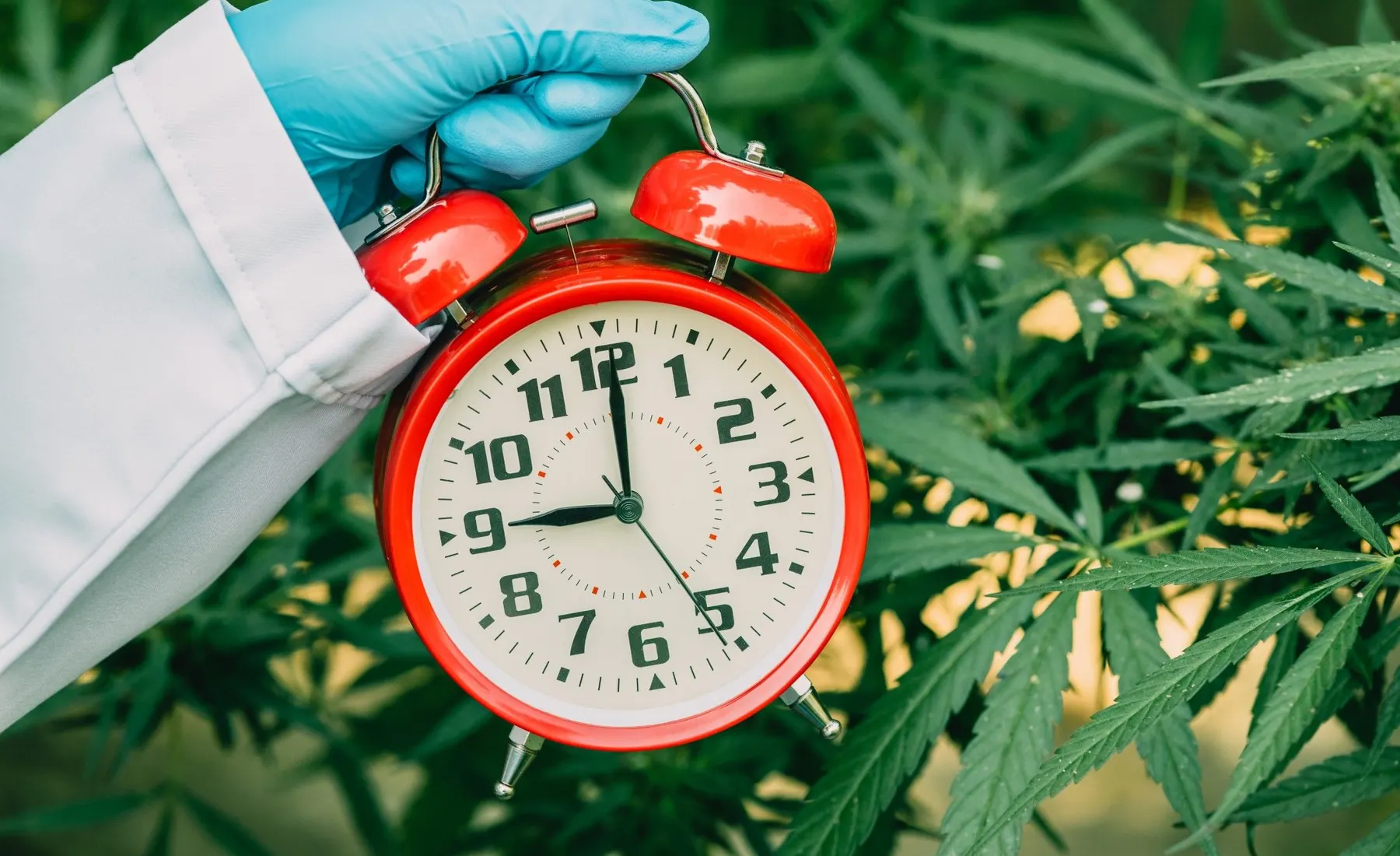The Evolution of Cannabis Slang
