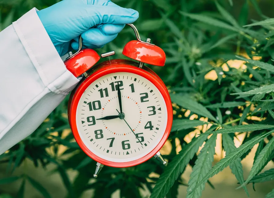 The Evolution of Cannabis Slang