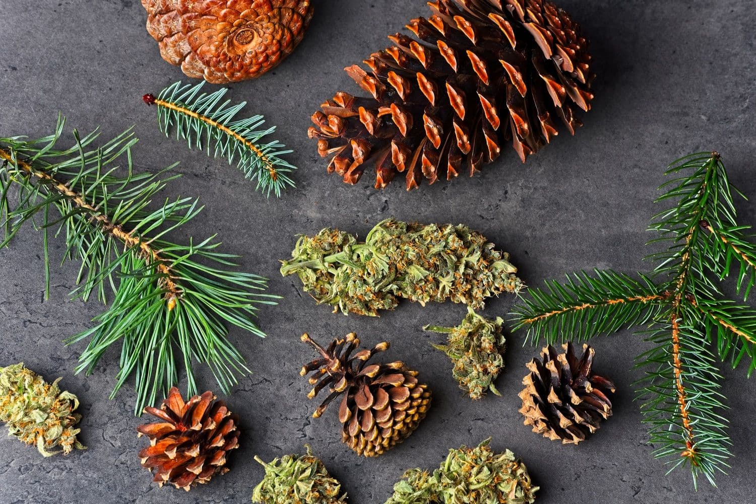 Cannabis Terpenes 101