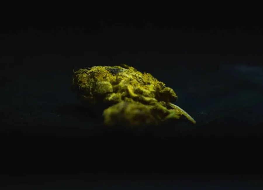 What Is Microdosing Cannabis and How Do You Do It Safely?