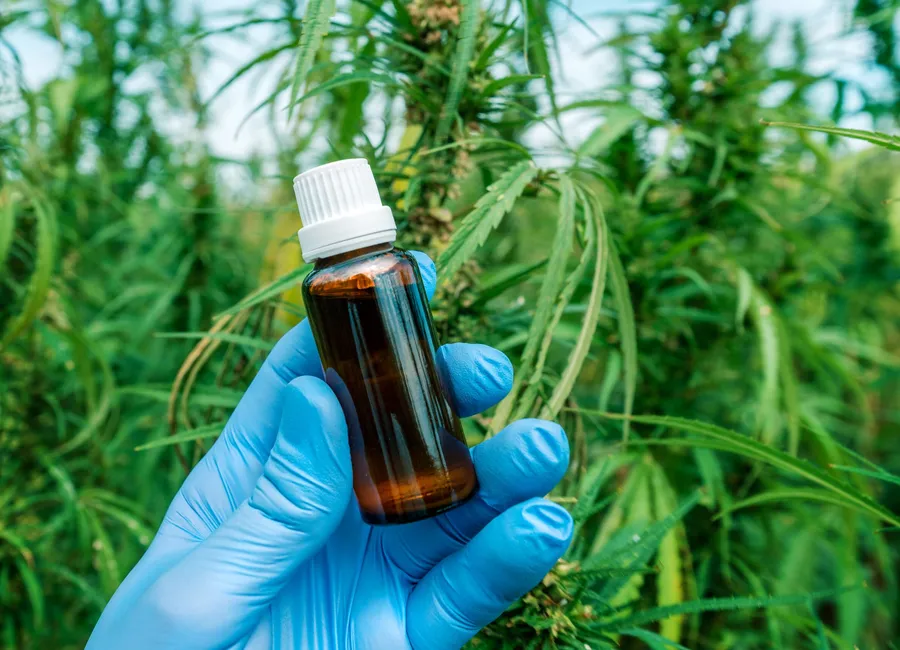 Solvent-Based vs. Solventless Cannabis Extracts