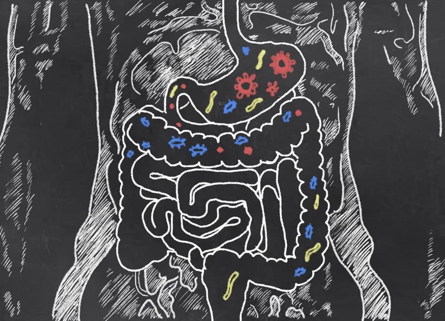 Can Cannabis Heal Your Gut?