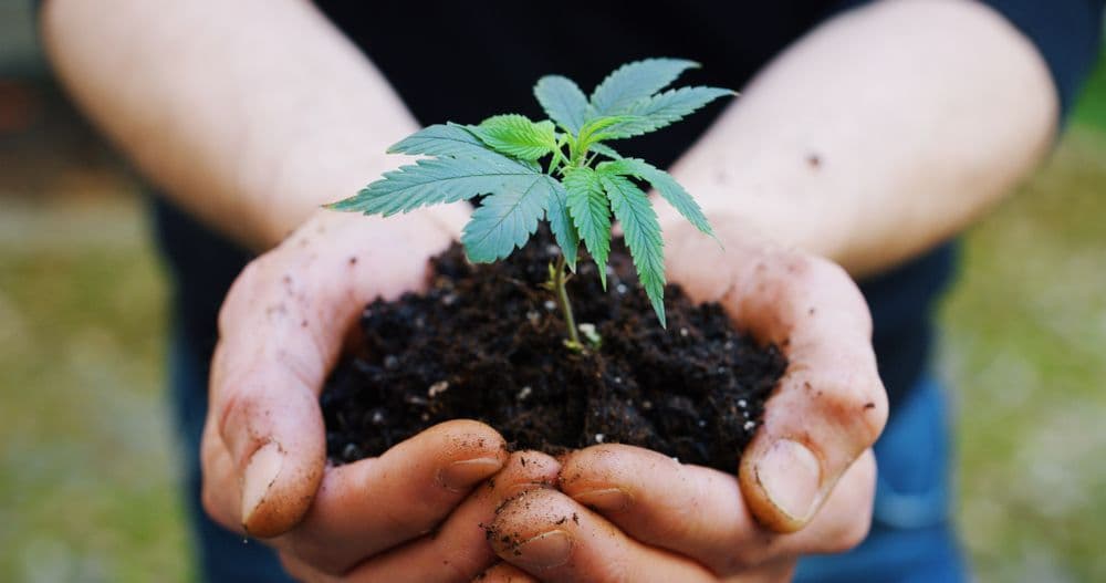 Can Hemp Help Us Save The Planet?