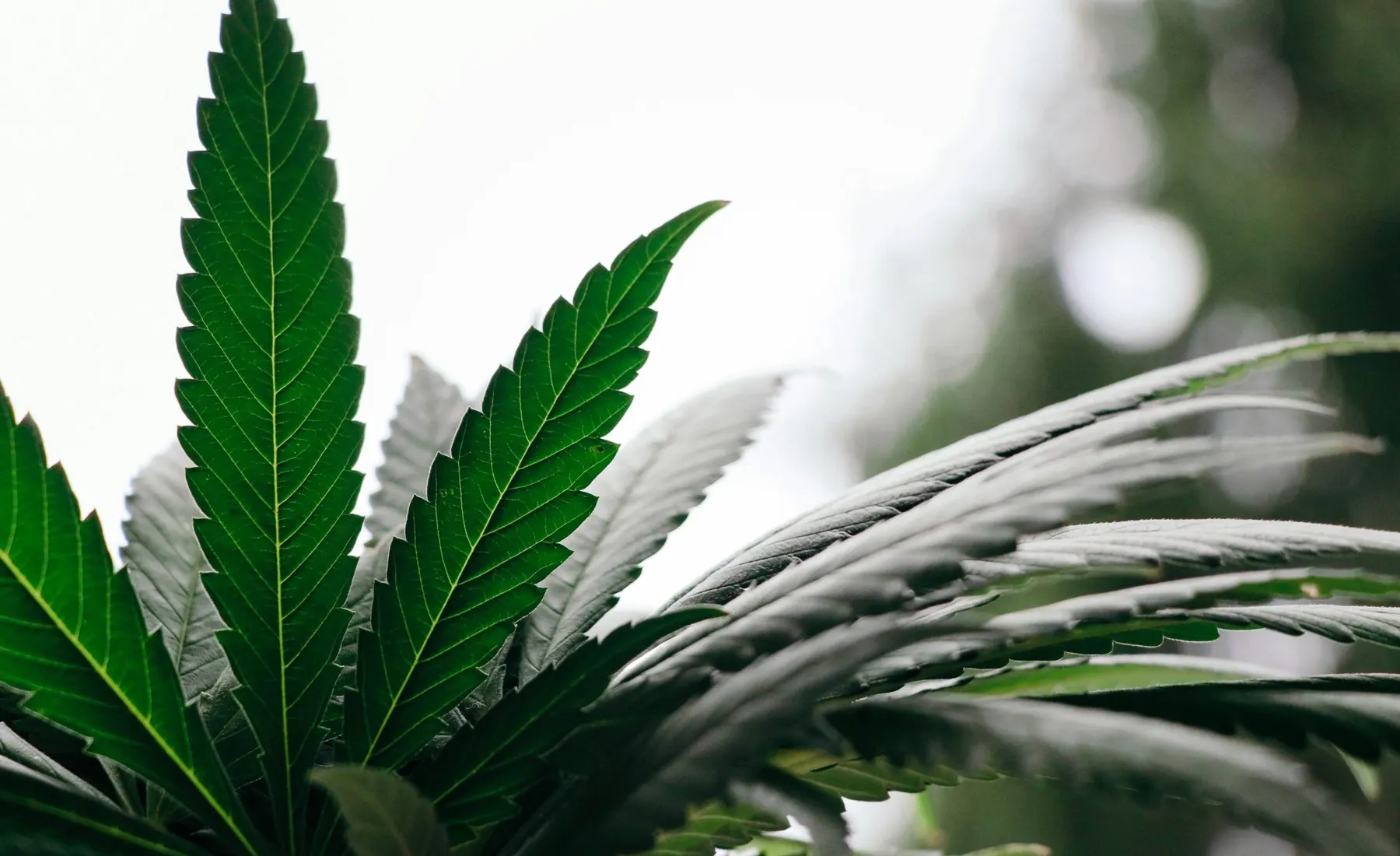 How Green Cannabis Co.’s Rewards Program Works Earning and Redeeming Points?