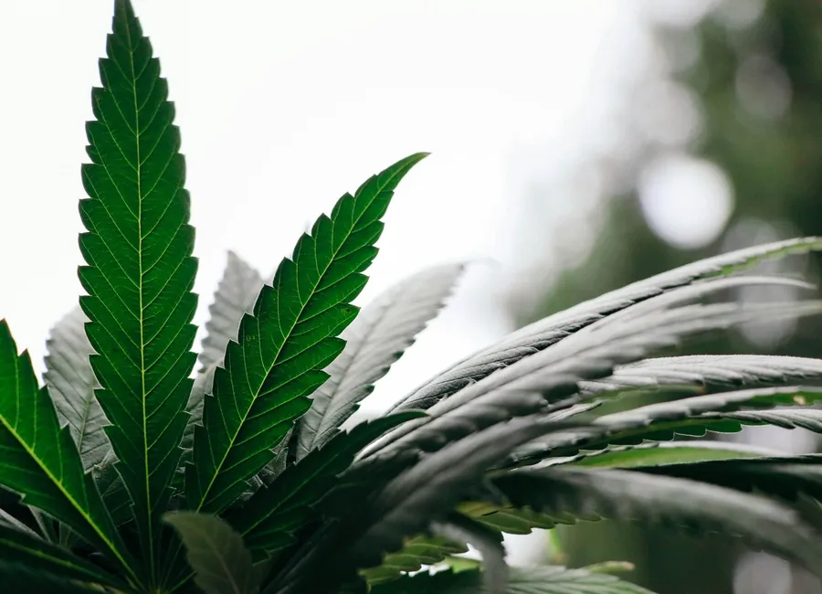 How Green Cannabis Co.’s Rewards Program Works Earning and Redeeming Points?