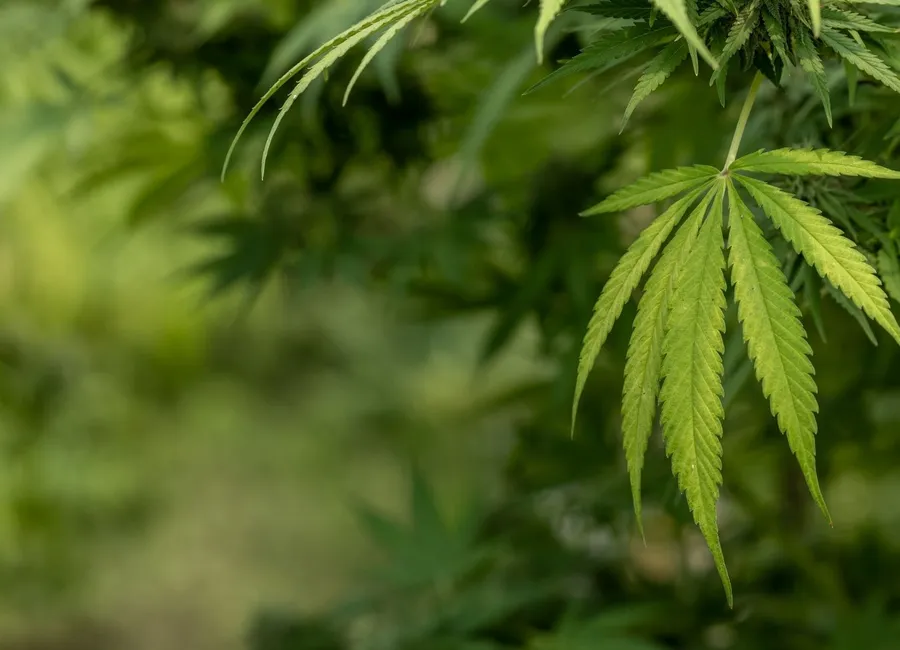 What Is THC-P?