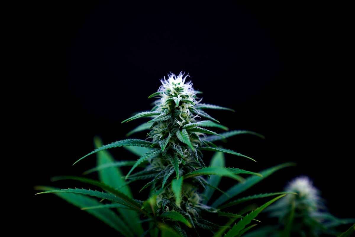 Does Cannabis Help With Chronic Pain and Inflammation?