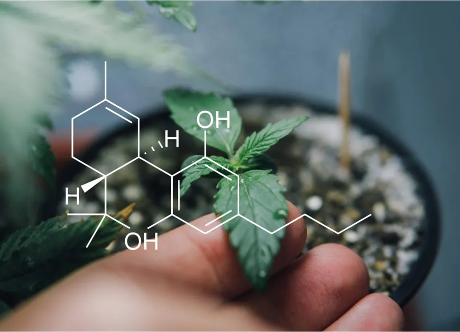 Less-Common Cannabinoids & Their Effects