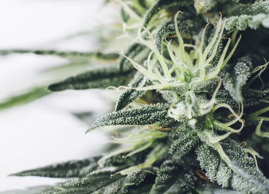 Indica, Sativa, & Hybrids: What They Are & What It Means for You