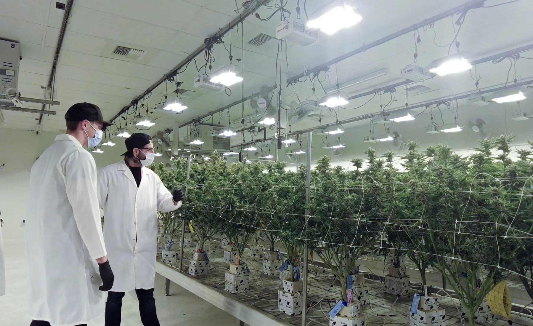 State Flower: The Growing Pains of a Maturing Cannabis Industry