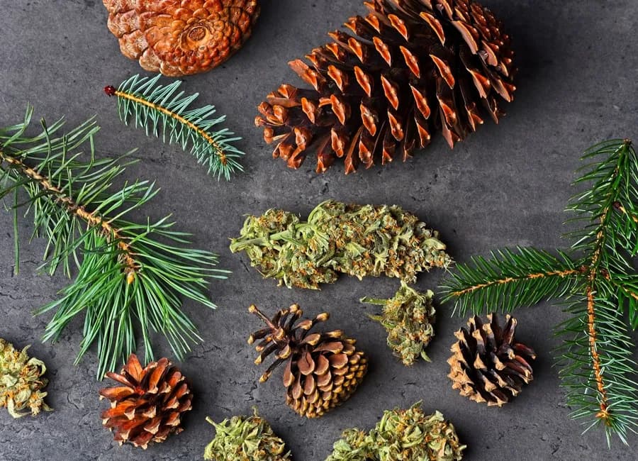 Cannabis Terpenes 101