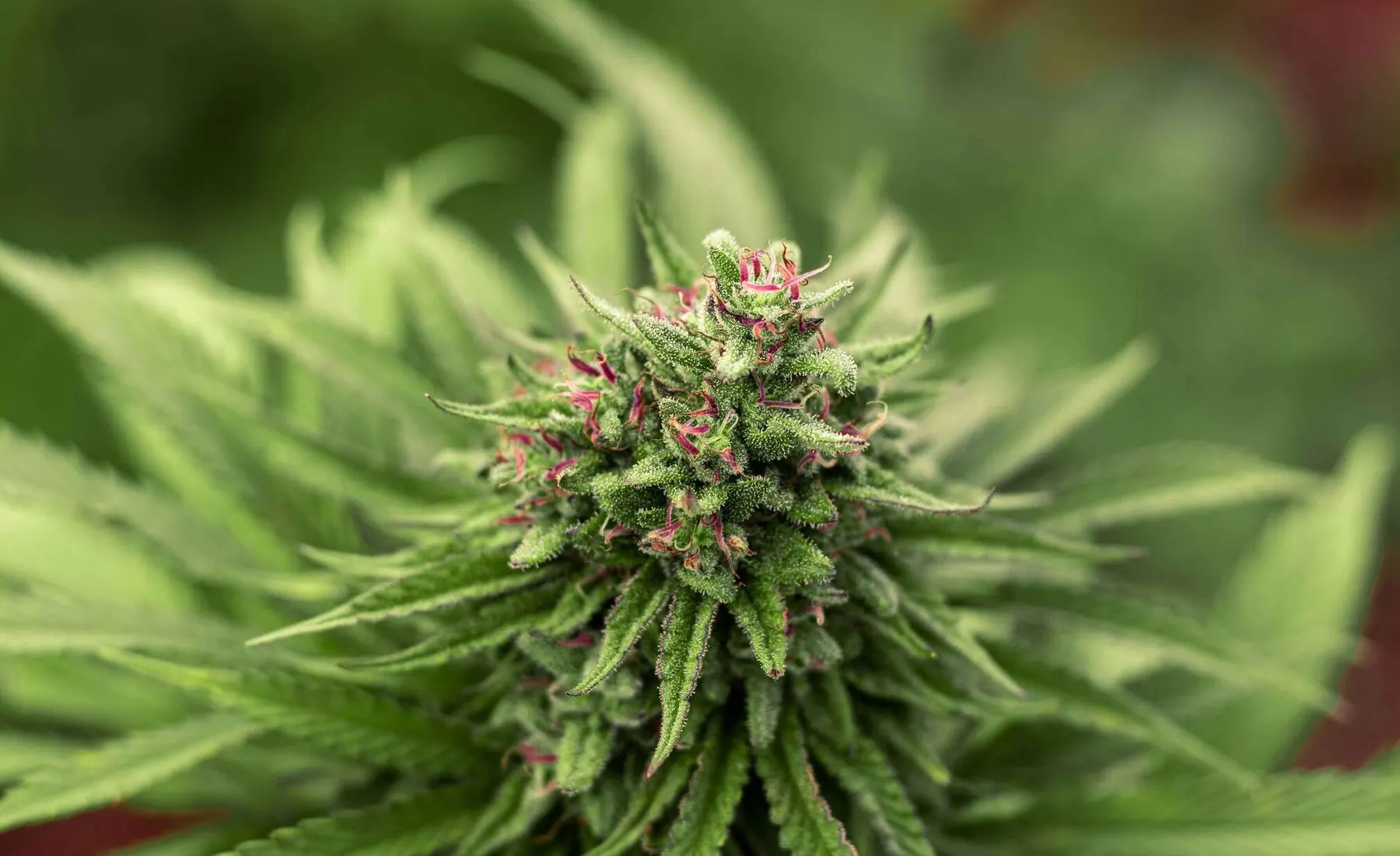 Does Hemp Flower Have THC?