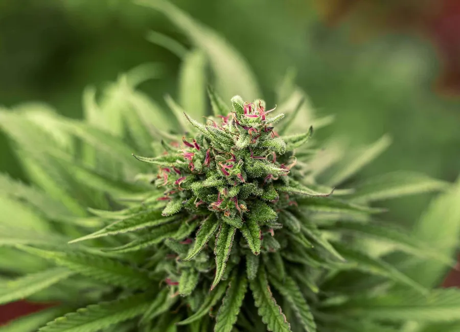 Does Hemp Flower Have THC?