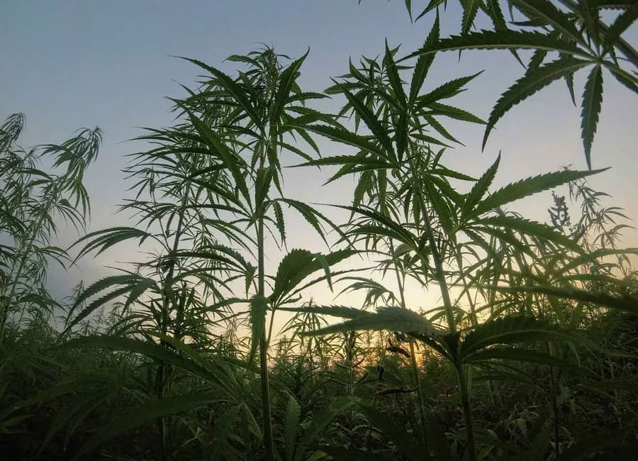 Can States Still Regulate Hemp? How the 2025 Federal Ban Overrides Local Cannabis Laws