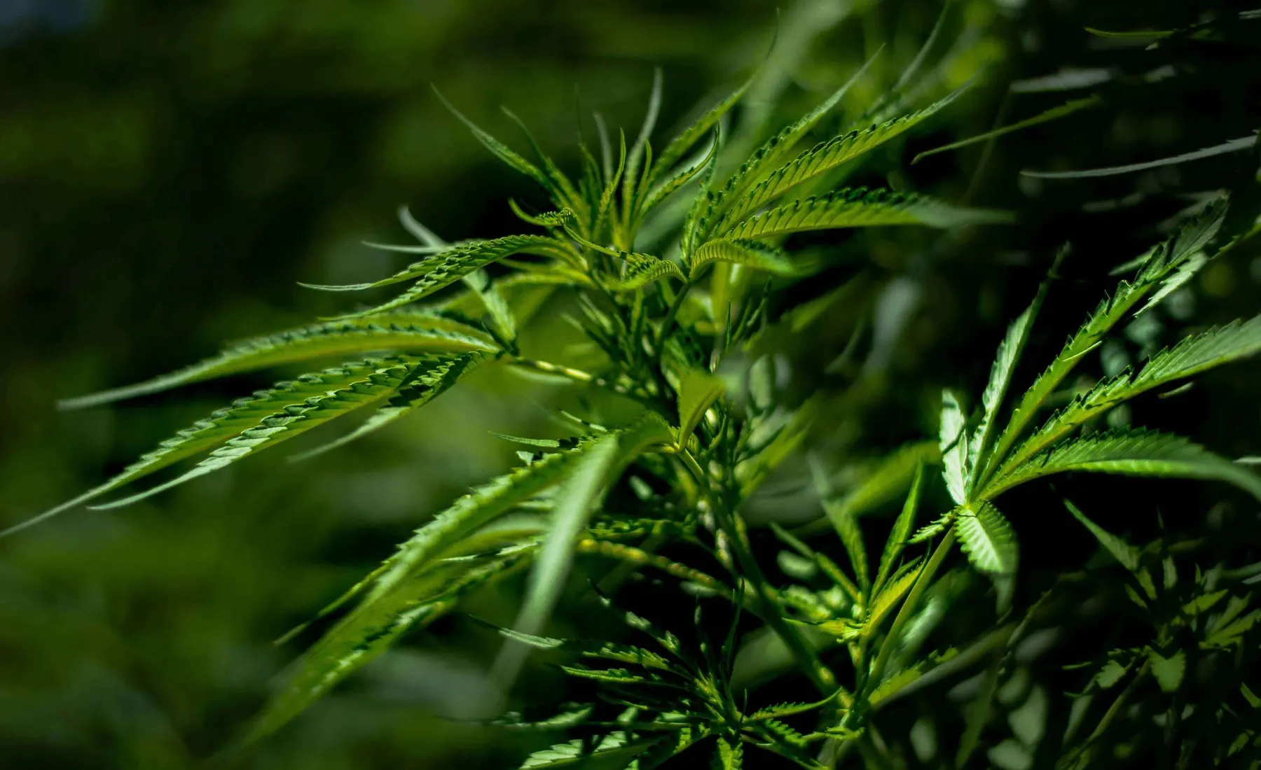 Why Does Cannabis Cause Cottonmouth and How Do You Treat It?