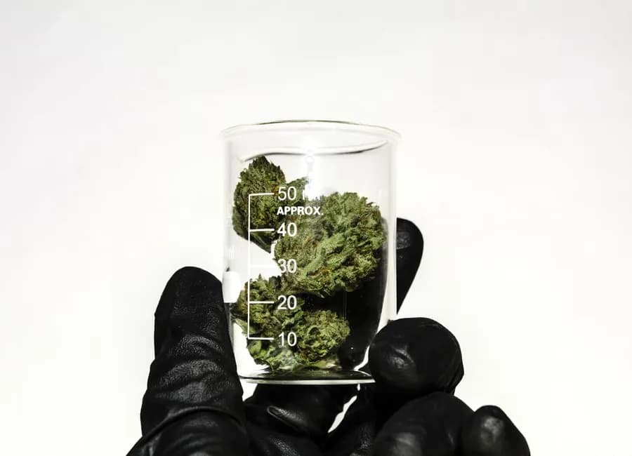 What We Learned About Cannabis in 2022