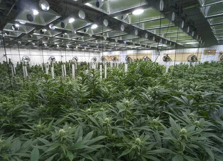 Seed-to-Sale: How Cannabis Ultimately Reaches the Sales Floor