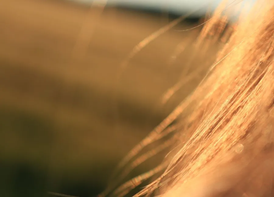 How Long Does THC Stay in Your Hair?