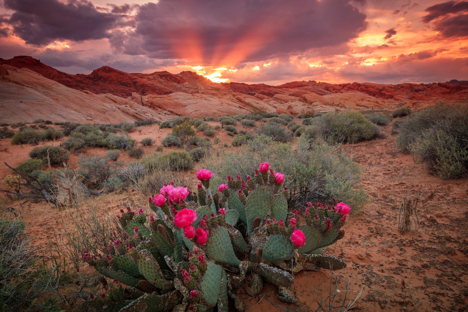 Beautiful Nevada Desert Sunset