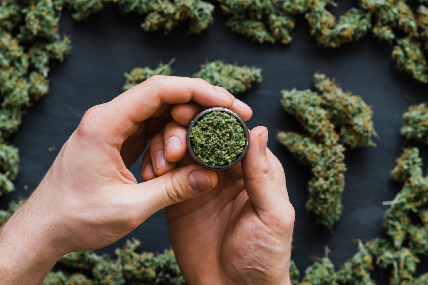 cannabis in grinder covered in THC