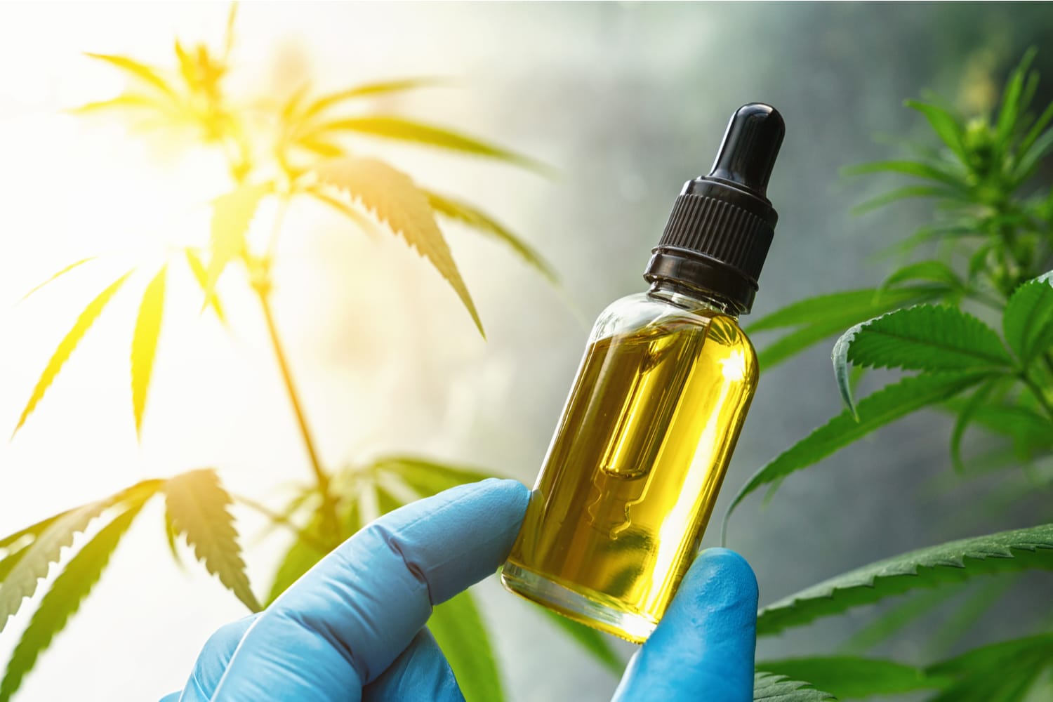 CBD Oil with Hemp Plant