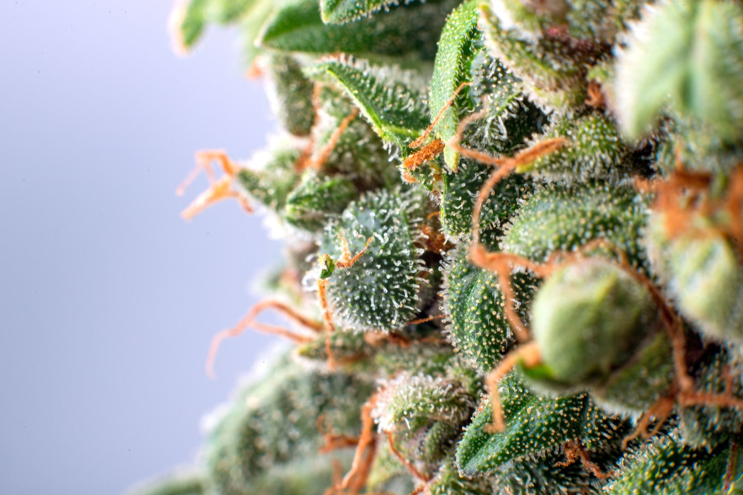 cannabis bud covered in THC bearing trichomes