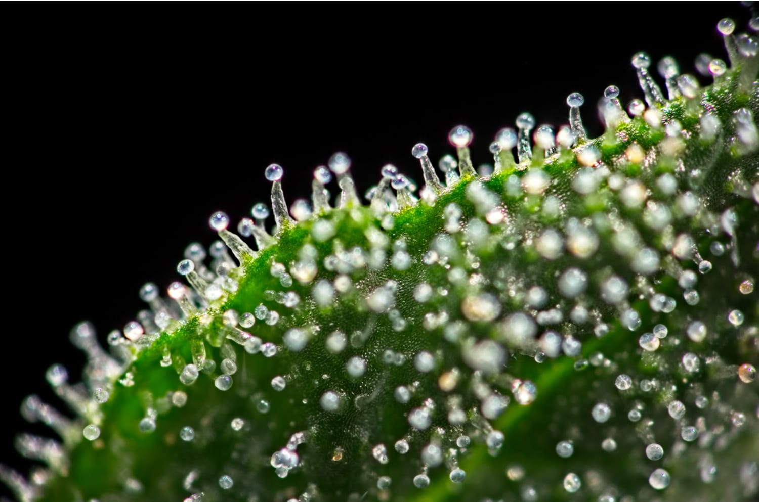 Cannabis Flower Trichomes