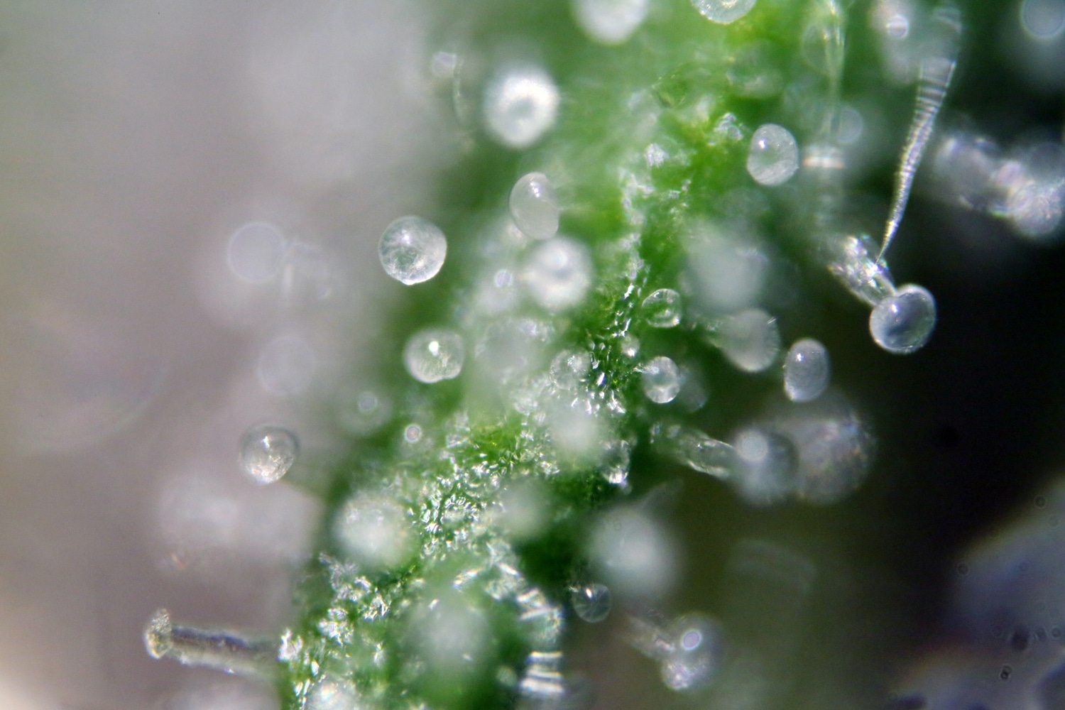 trichomes on cannabis sativa plant