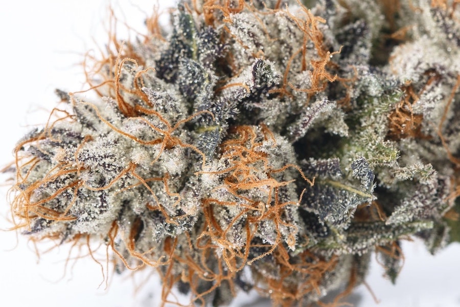 The Top 10 Hottest Cannabis Strains in Nevada - Green Cannabis Co.