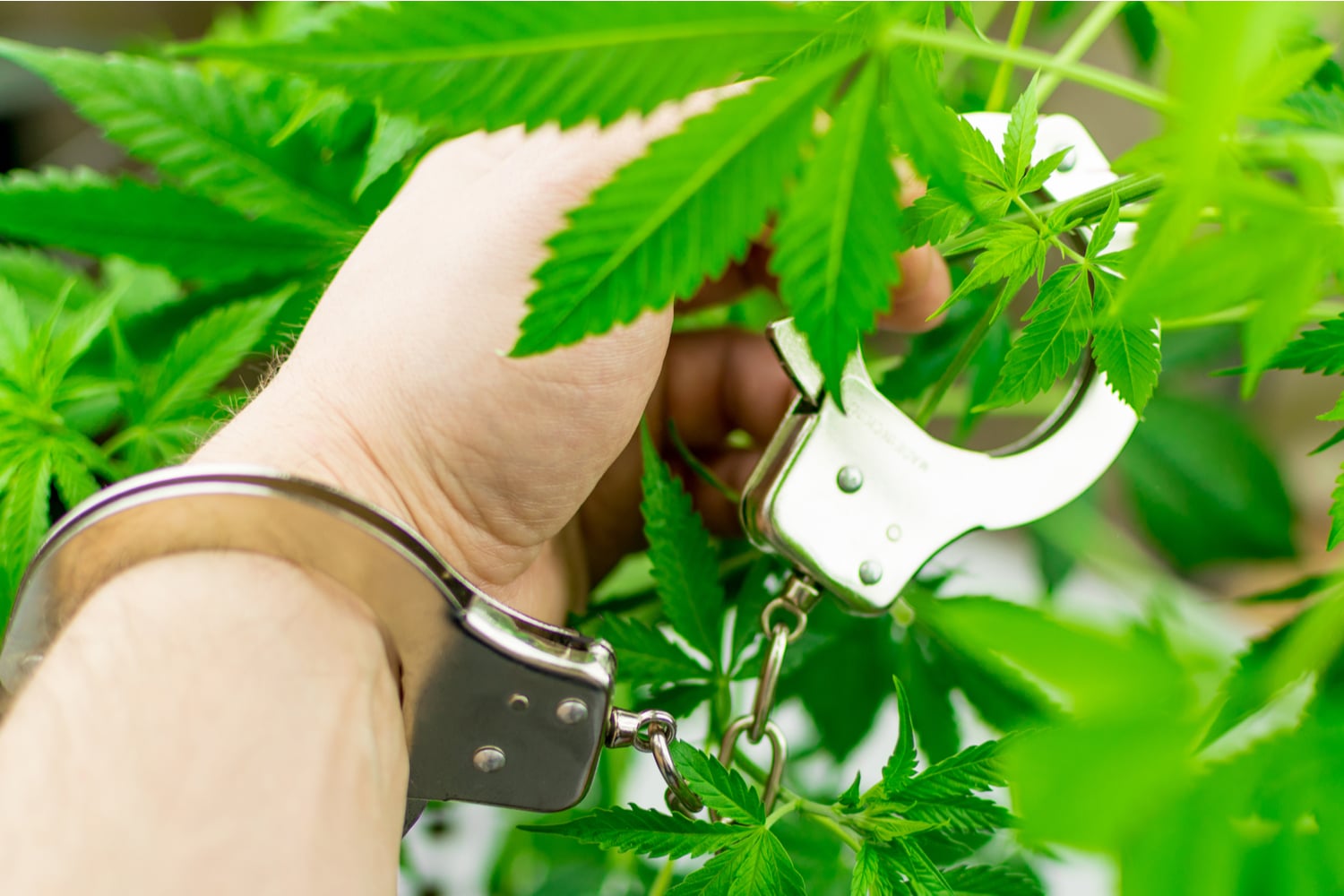 handcuffed to a cannabis plant representing the controlled nature of cannabis