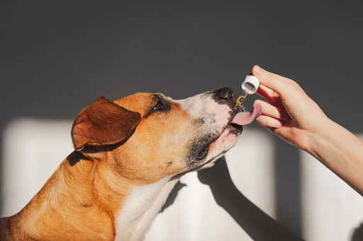 Is CBD safe for your pets?