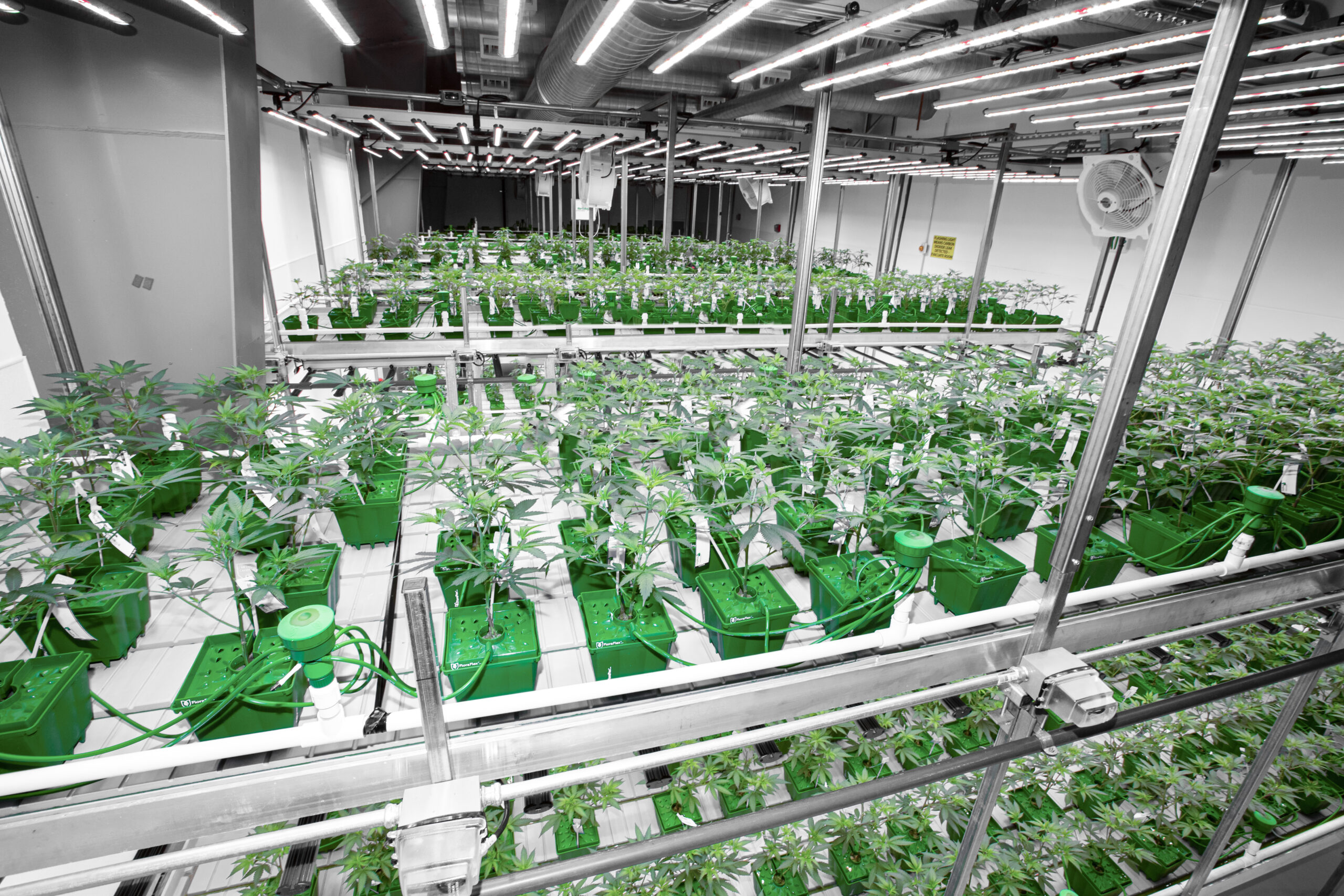 SRENE Nevada Cannabis Vegetation Room