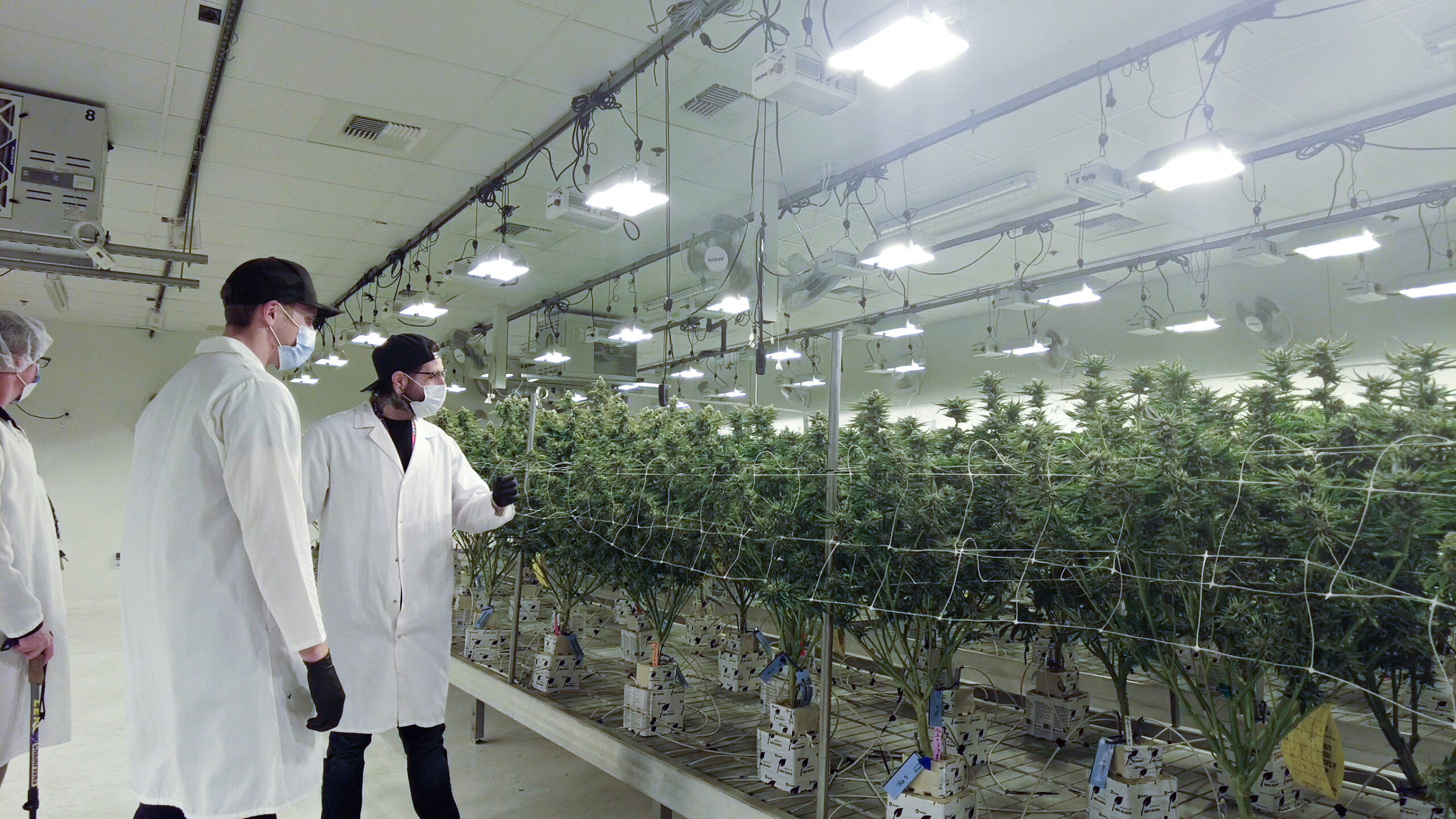 State Flower Cannabis on the Growing Pains of a Maturing Cannabis Industry