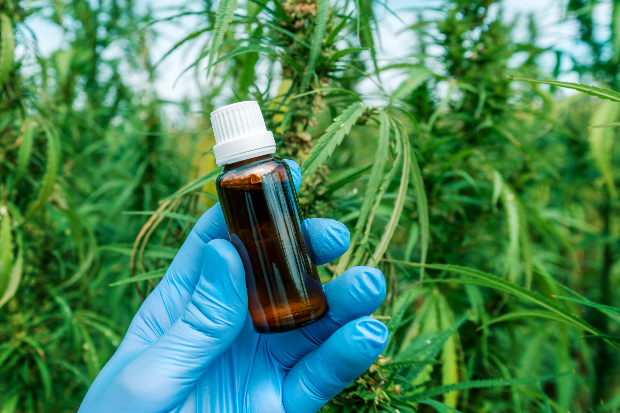 Solvent-Based vs. Solventless Cannabis Extracts