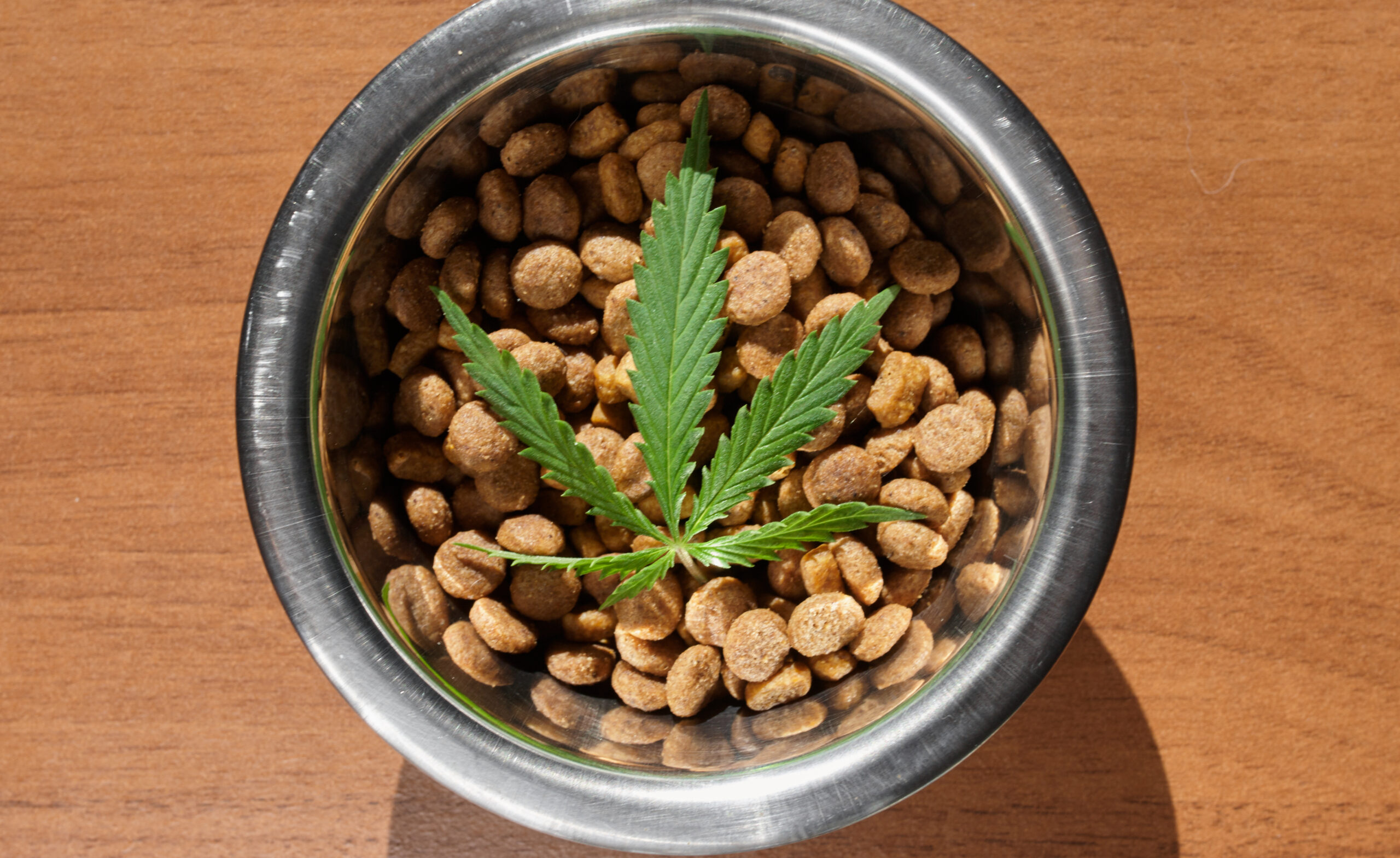 CBD products for pets Las Vegas