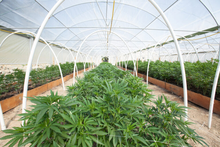 Basics of Cannabis Cultivation Methods