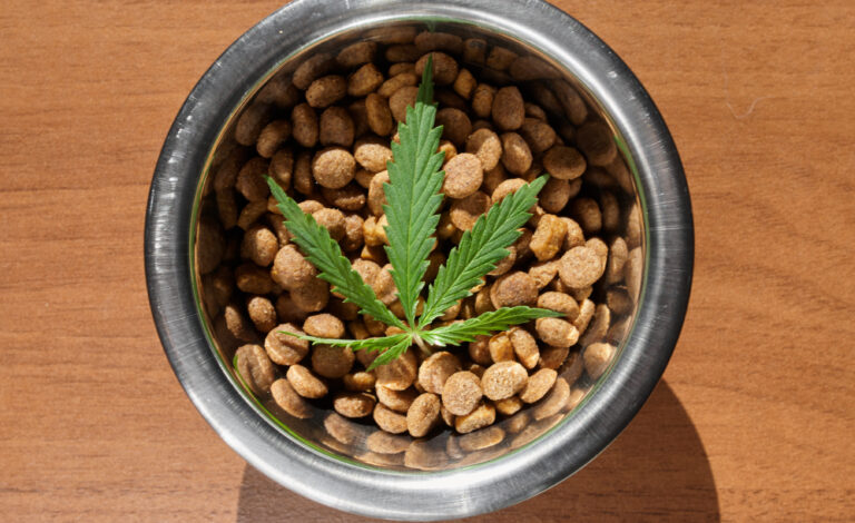 Is CBD safe for your pets?|CBD products for pets Las Vegas