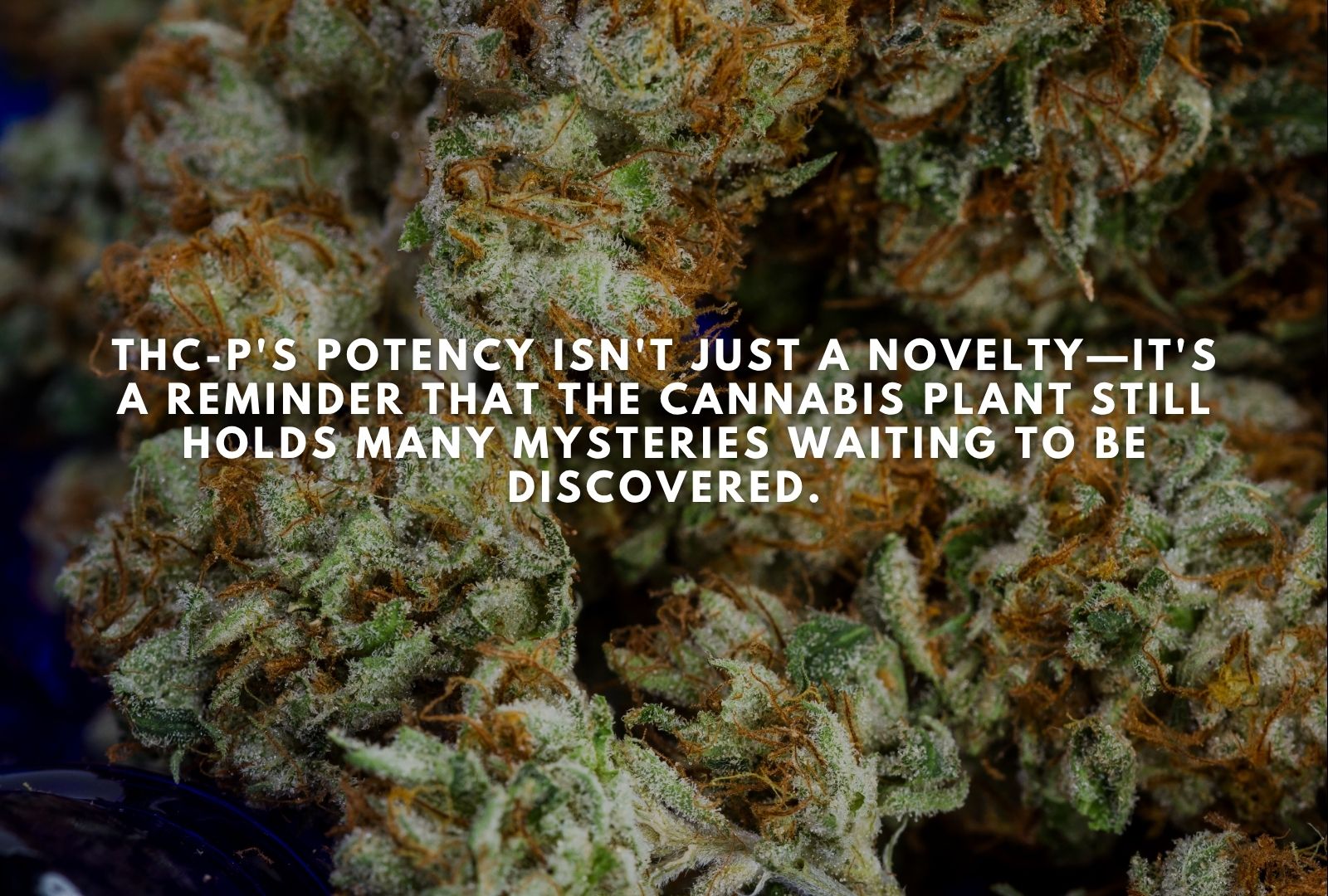 What Is THC-P?