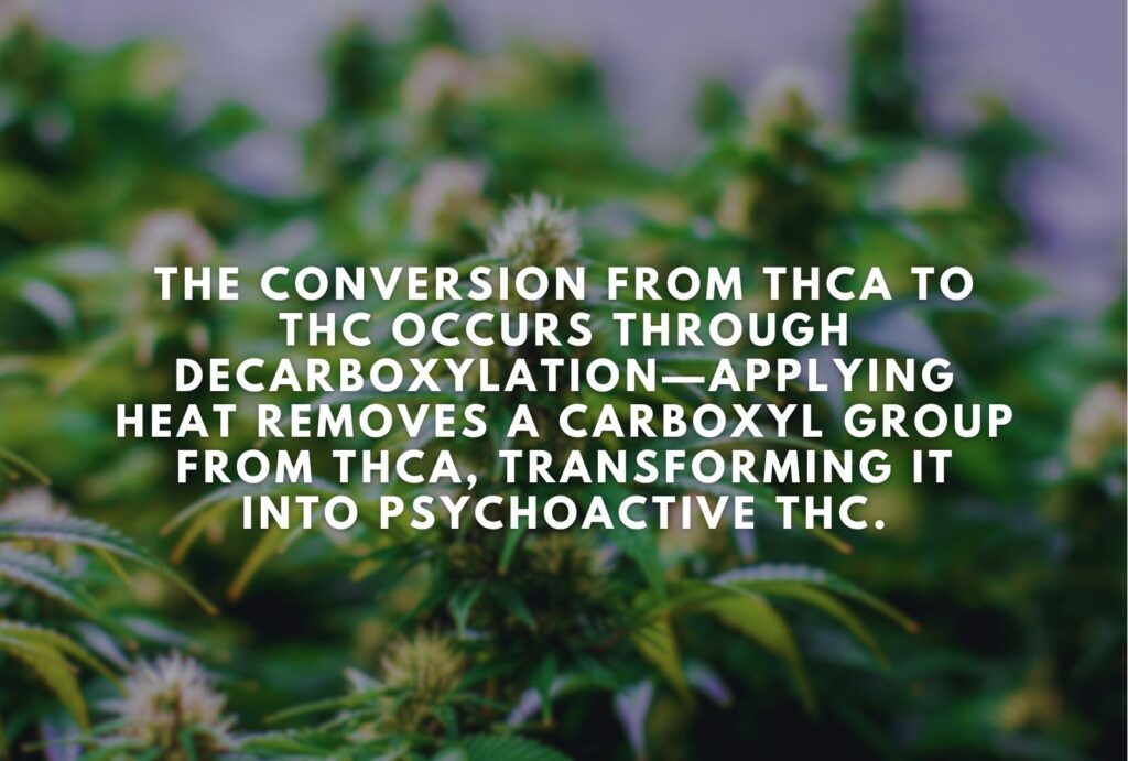 THCA converts into THC through a process called decarboxylation