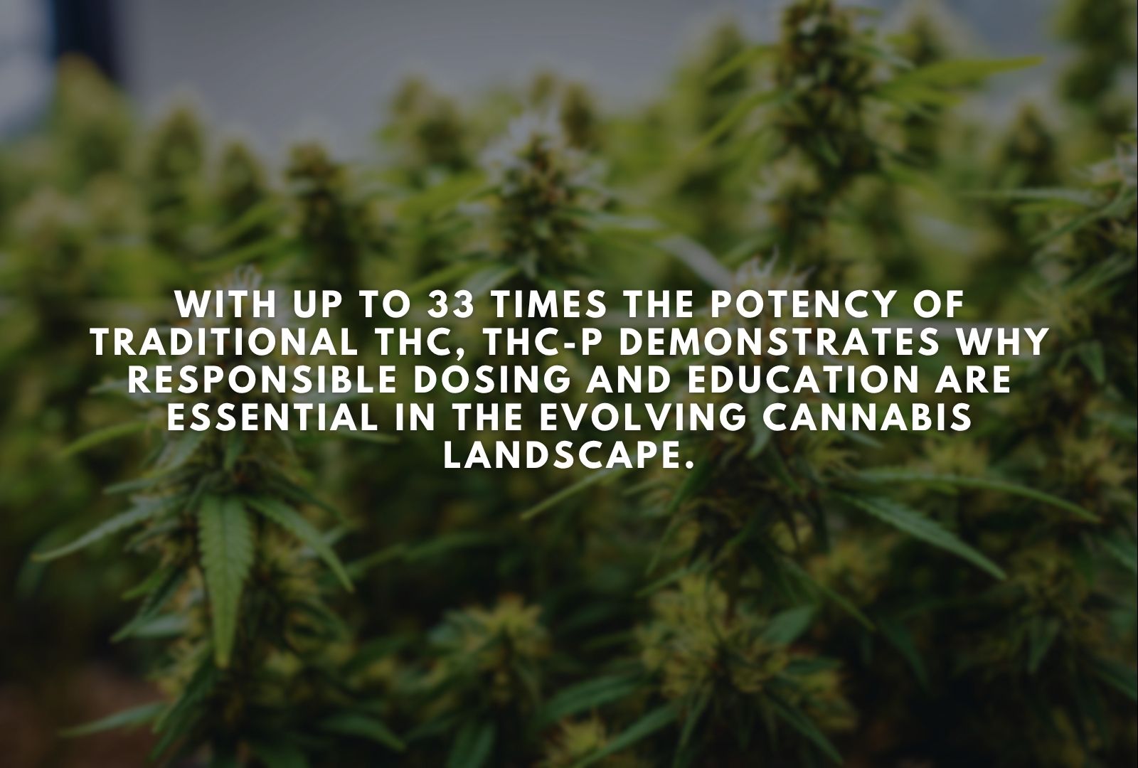 What Are the Effects of THC-P?