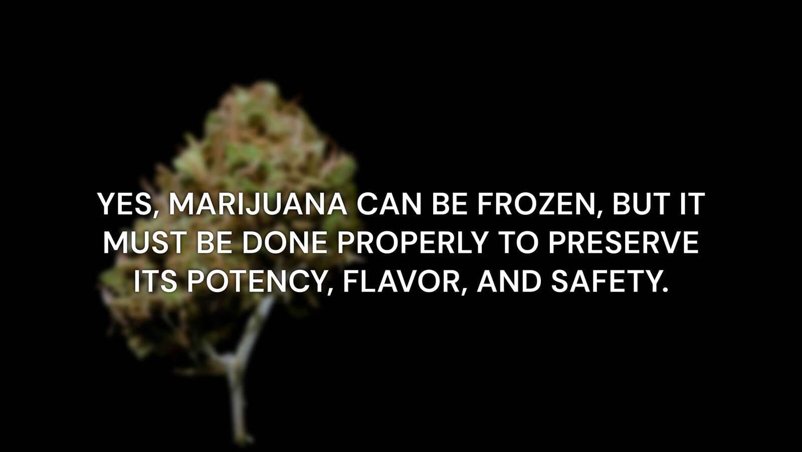 Freezing Marijuana – Is It Safe and Effective?