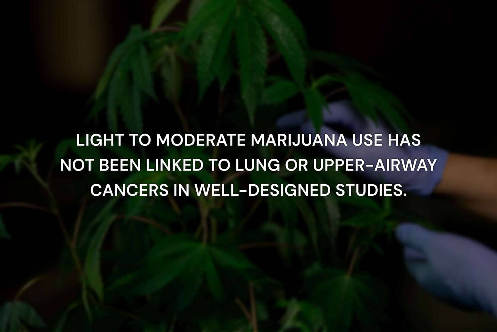 Does Marijuana Cause Lung Cancer