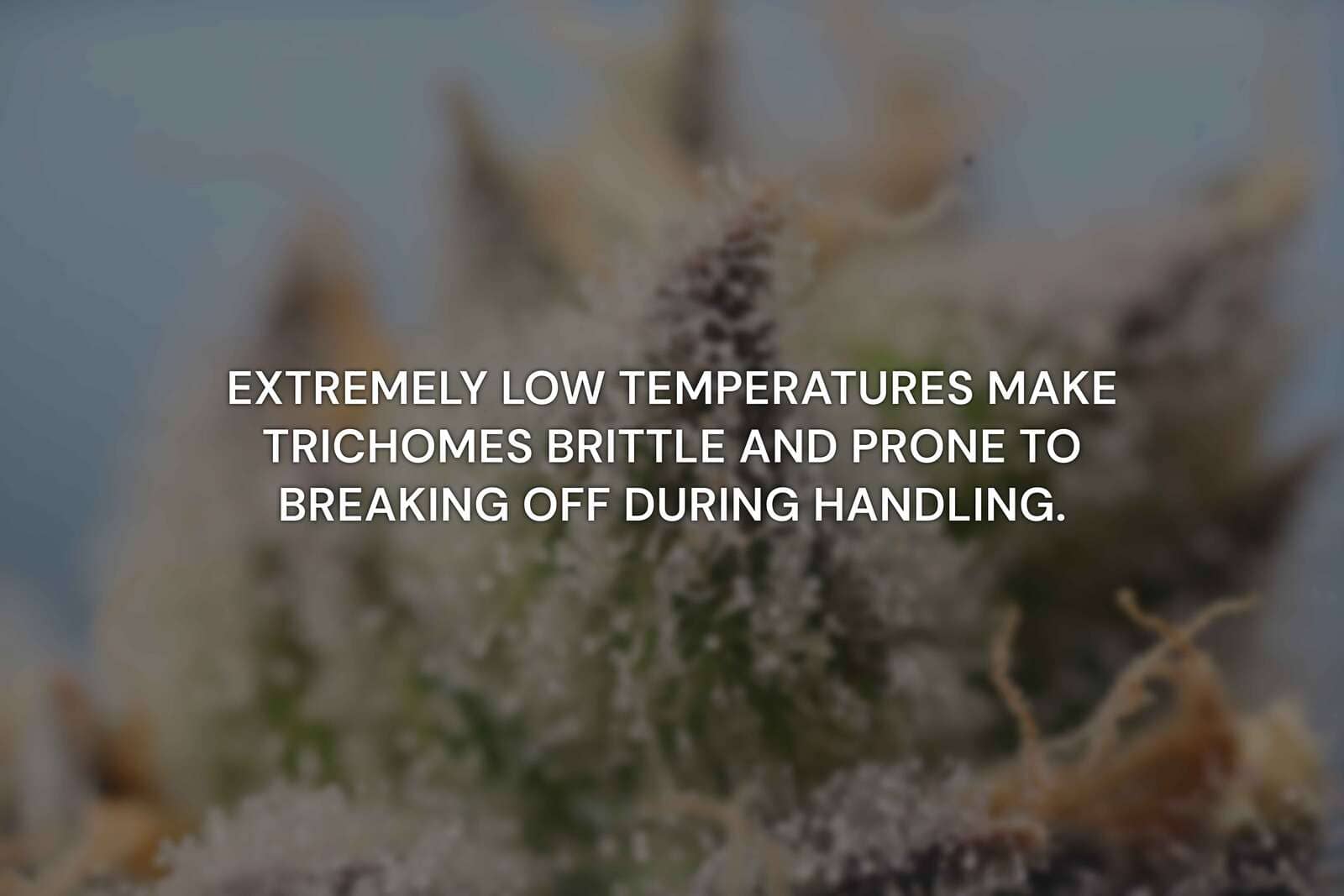 Possible Risks of Freezing Marijuana