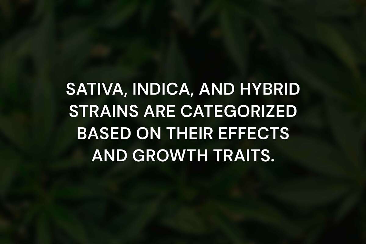 What Is the Difference Between Sativa, Indica, and Hybrid Strains?